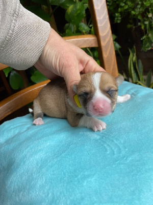 CHIOT 6