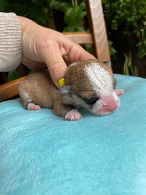 CHIOT 1