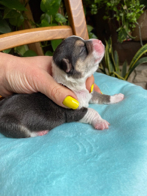 CHIOT 7