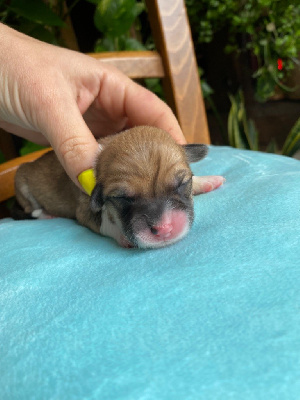 CHIOT 5